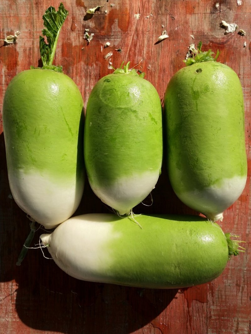 青皮萝卜罐萝卜形状漂亮