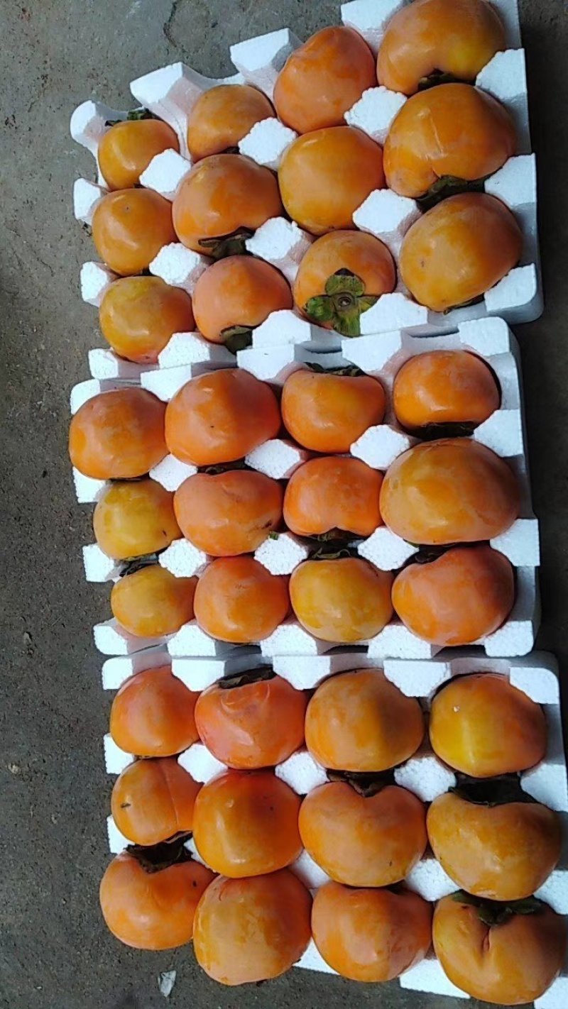 甜柿脆柿直接削皮吃收到既可吃