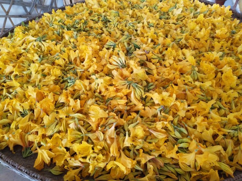 黄踯躅杜鹃花