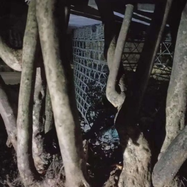 映山红杜鹃花树，树桩，