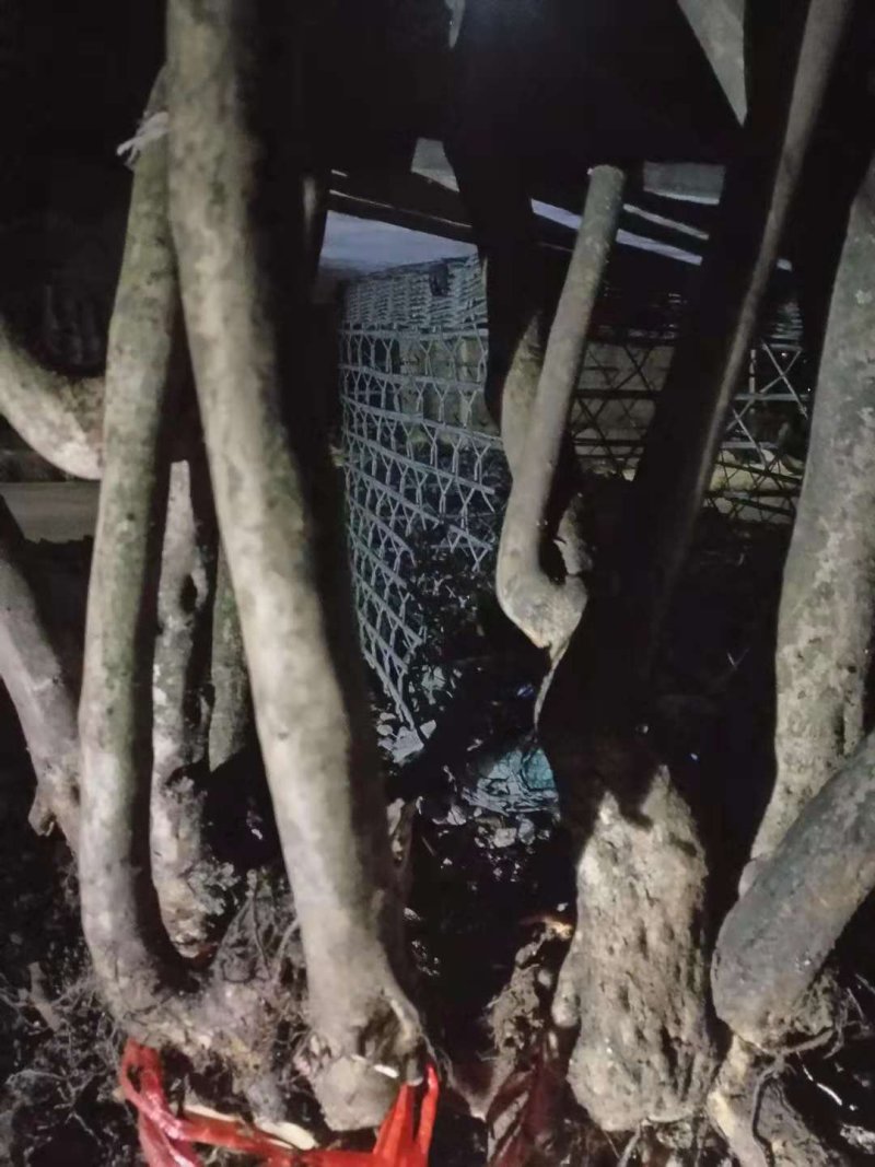 映山红杜鹃花树，树桩，