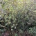 映山红杜鹃花树，树桩，