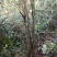 映山红杜鹃花树，树桩，
