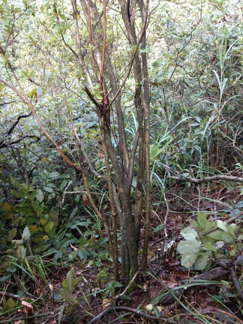 映山红杜鹃花树，树桩，