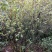 映山红杜鹃花树，树桩，