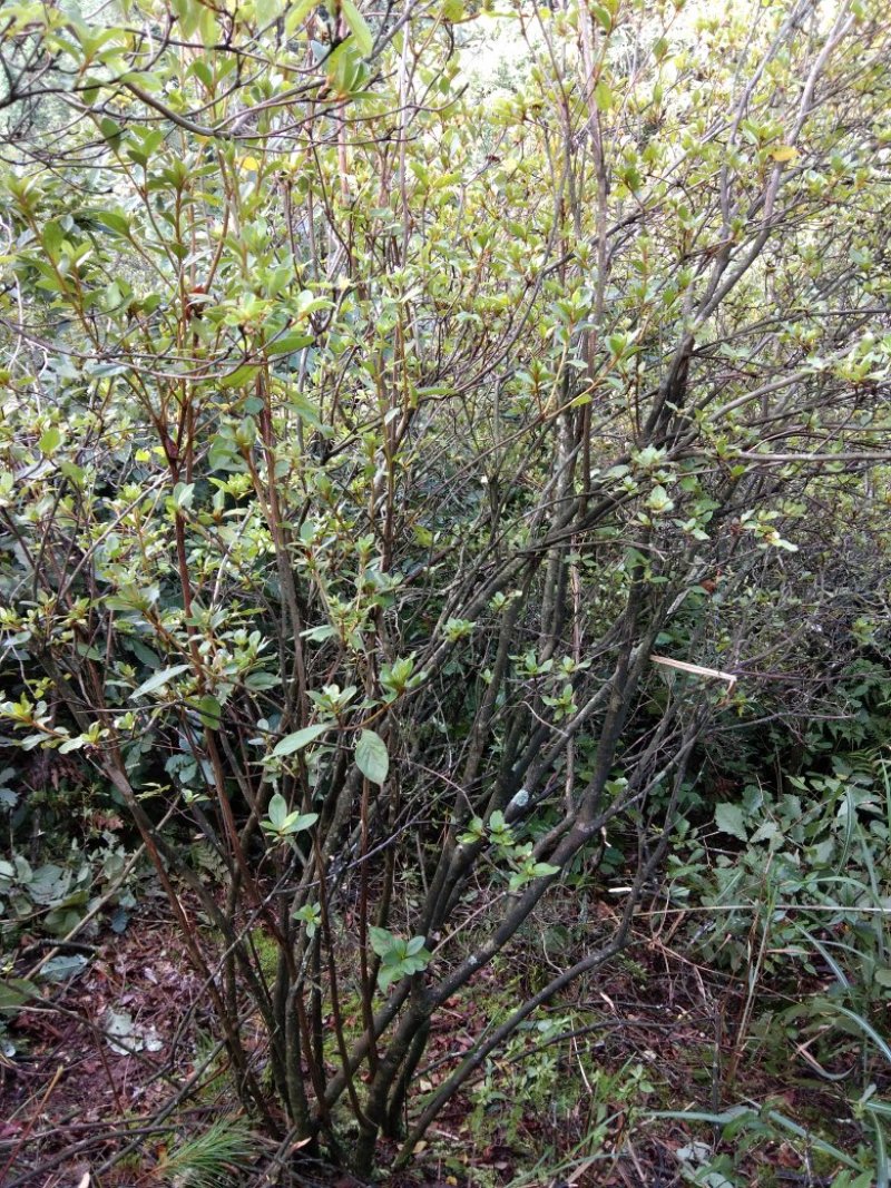 映山红杜鹃花树，树桩，