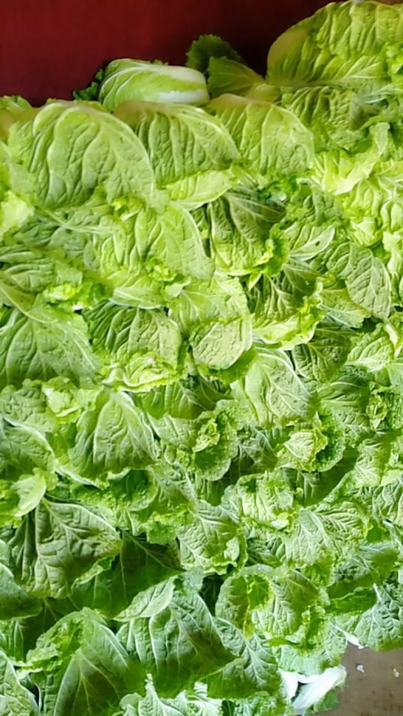 黄心大白菜