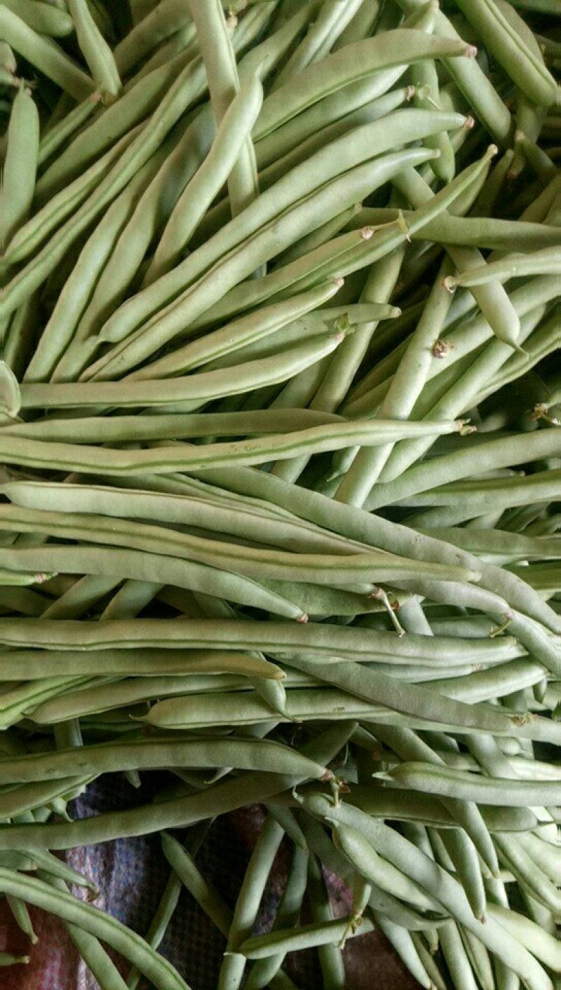 小金豆