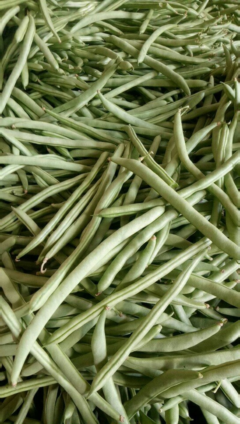 小金豆