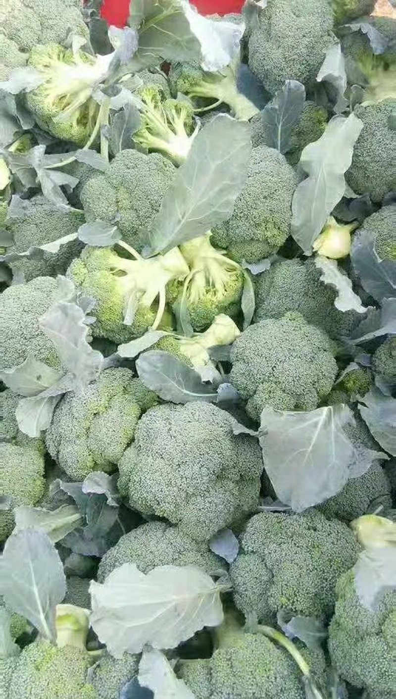 西兰花:研秀，**，寒秀产地直供！承接全国各地商家超市