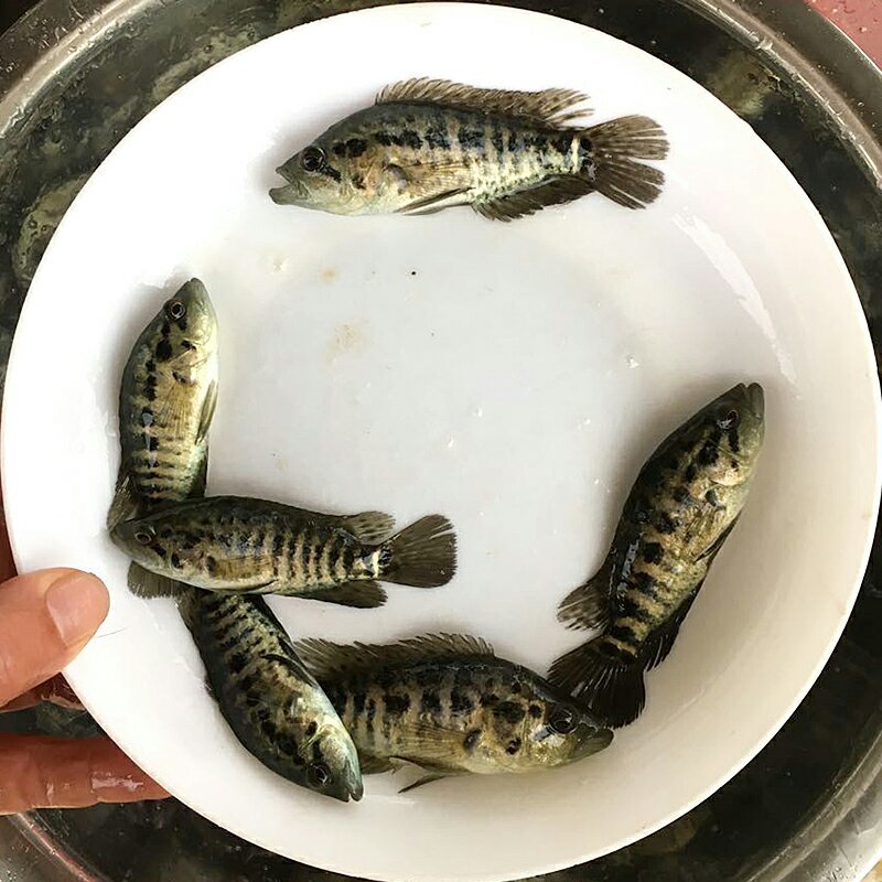 淡水石斑鱼苗石斑鱼苗规格齐全苗场直发欢迎来电