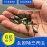 淡水石斑鱼苗石斑鱼苗规格齐全苗场直发欢迎来电