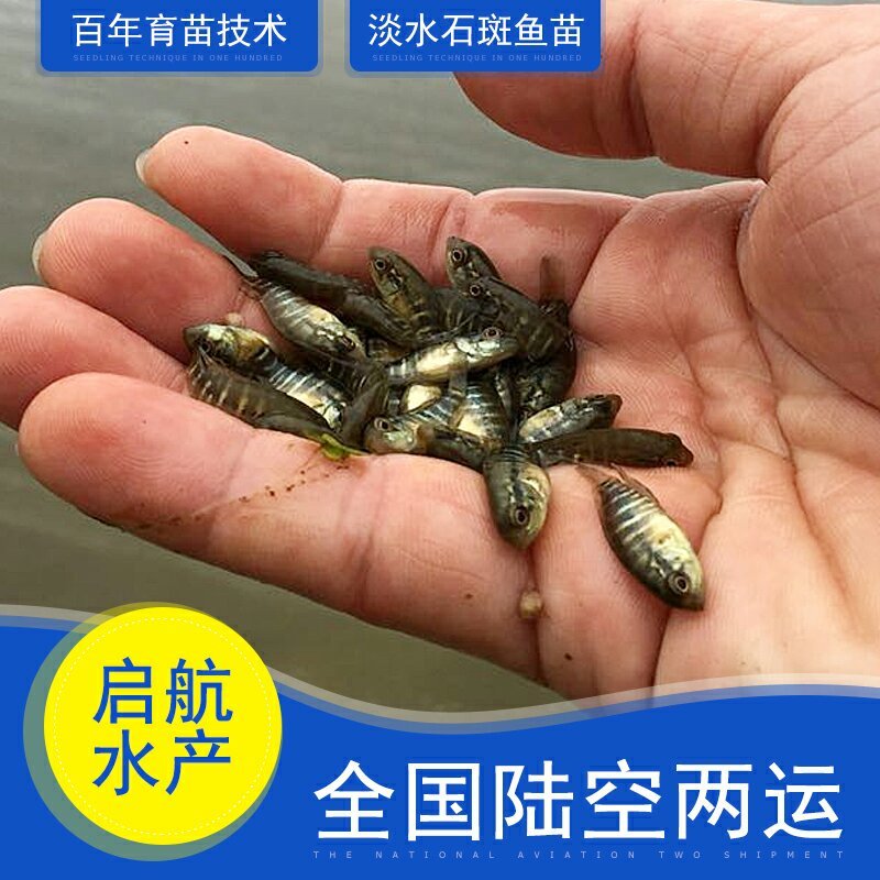 淡水石斑鱼苗石斑鱼苗规格齐全苗场直发欢迎来电