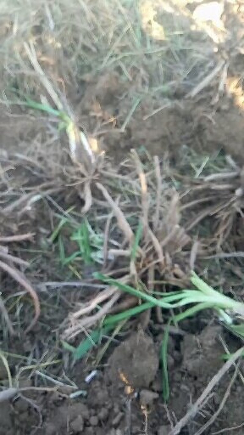黄花菜种苗