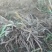 黄花菜种苗