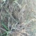 黄花菜种苗