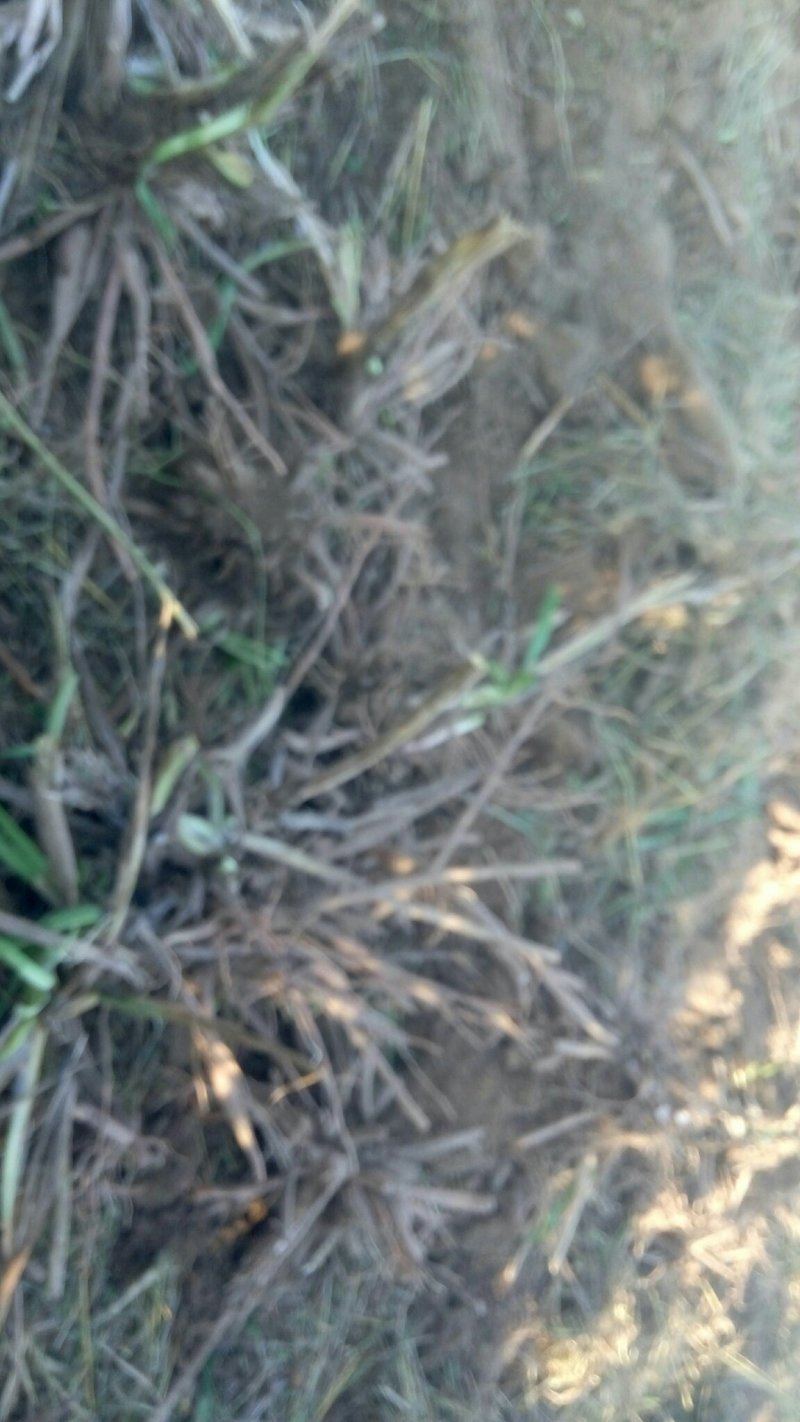 黄花菜种苗