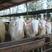 湖羊种羊怀孕羊免费送货送铡草机包成活率