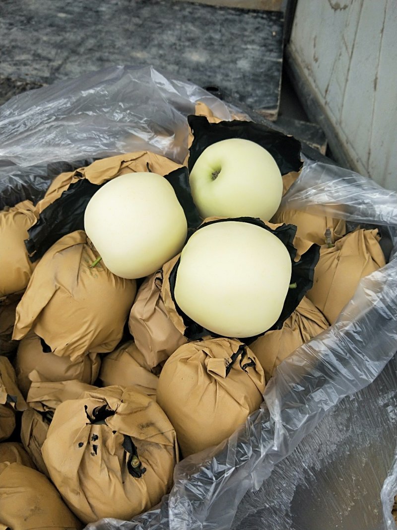 河北苹果黄元帅苹果产地直供品质保证量大从优诚信经营