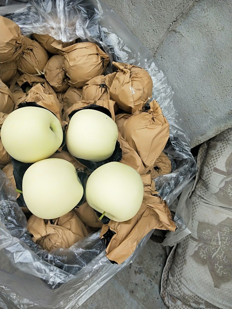 河北苹果黄元帅苹果产地直供品质保证量大从优诚信经营
