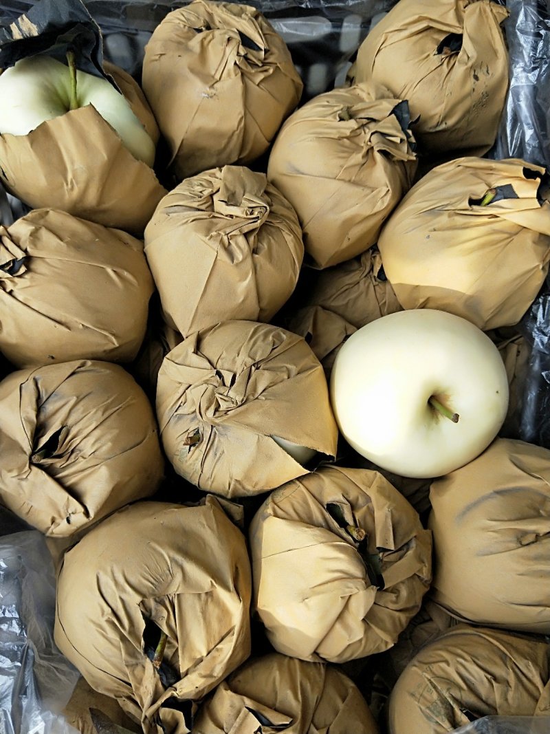 河北苹果黄元帅苹果产地直供品质保证量大从优诚信经营