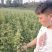 珍珠油杏树苗，提供技术指导，专家教授跟踪服务！