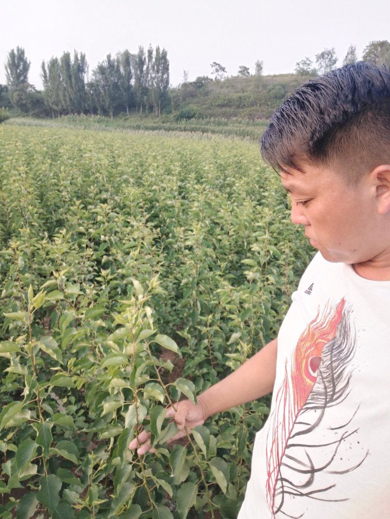 珍珠油杏树苗，提供技术指导，专家教授跟踪服务！