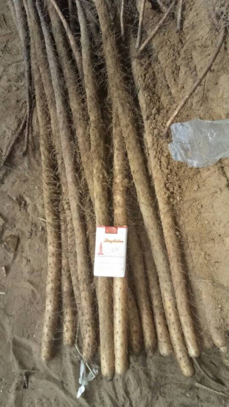 【陕西山药】渭南铁棍山药品质好价格优欢迎选购