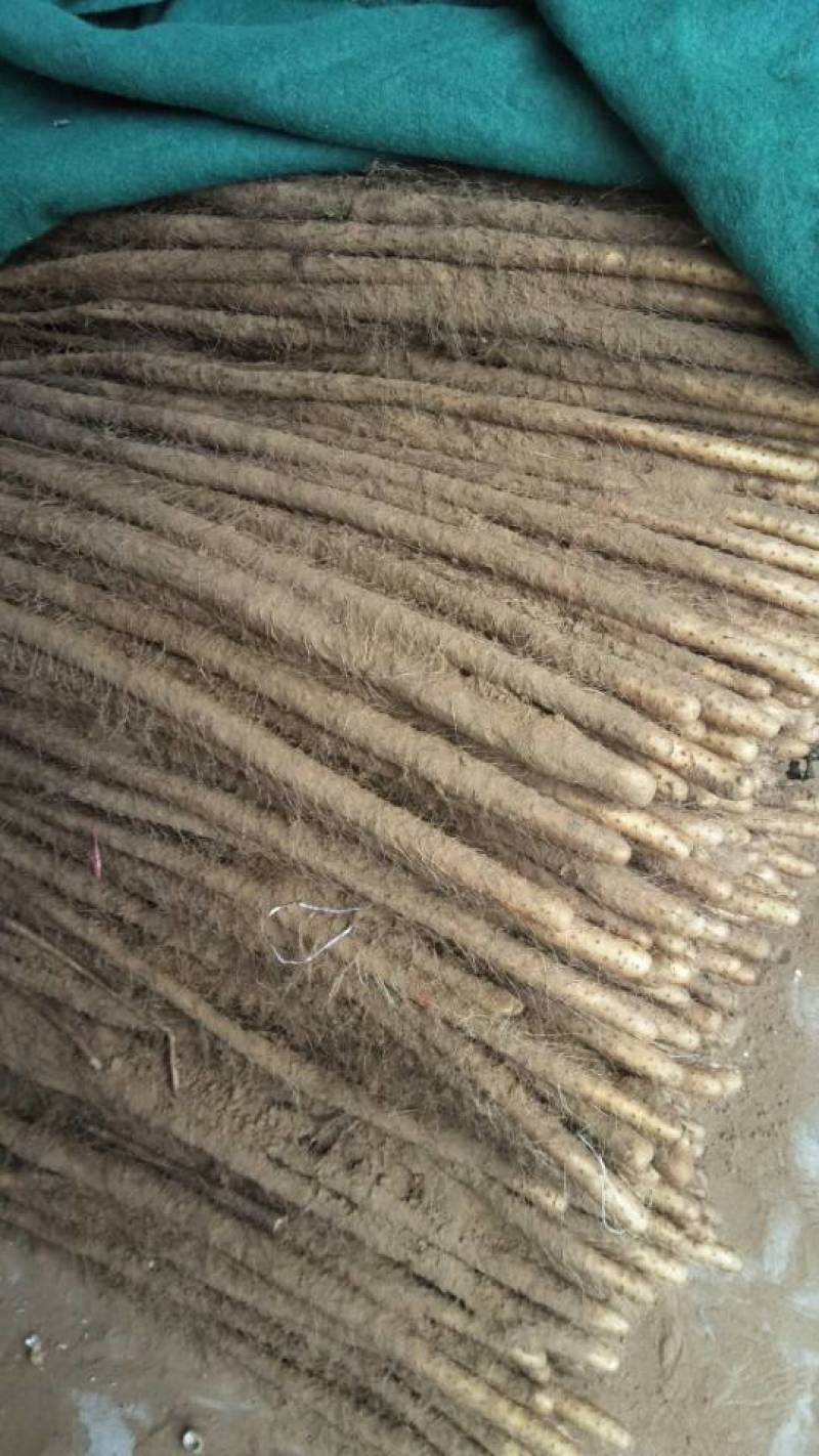 【陕西山药】渭南铁棍山药品质好价格优欢迎选购
