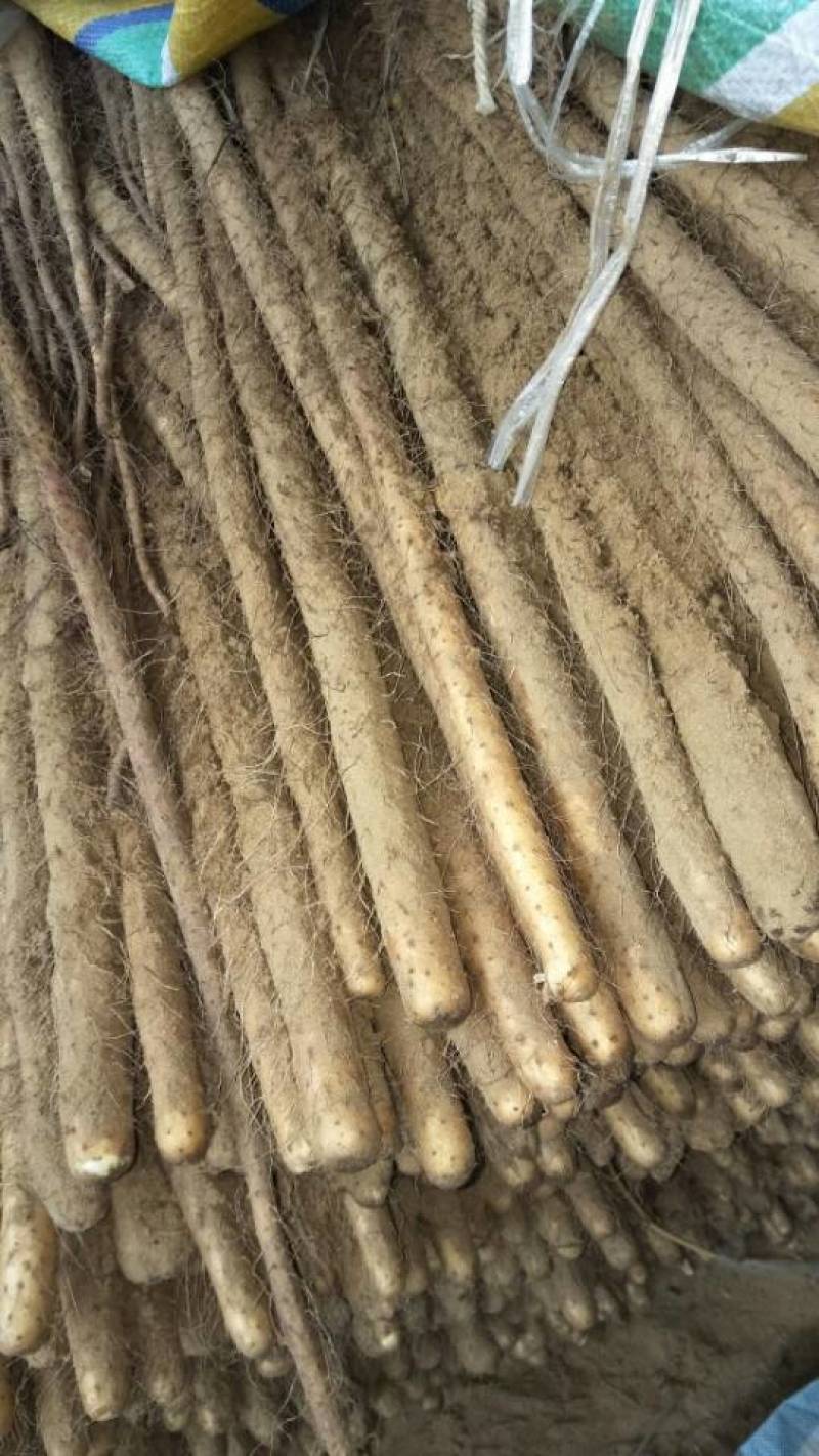 【陕西山药】渭南铁棍山药品质好价格优欢迎选购