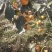 映山红开始采摘了