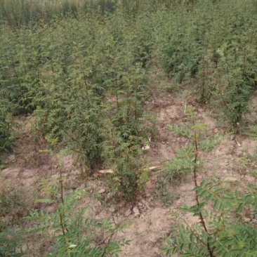 大红袍花椒苗