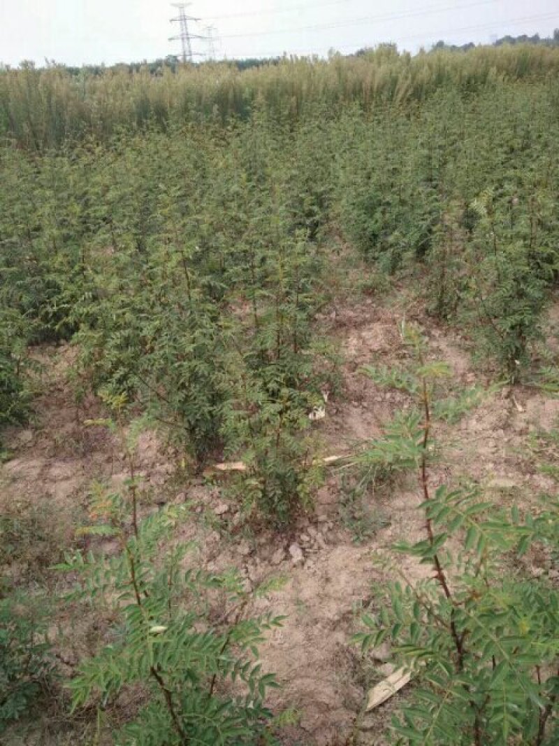 大红袍花椒苗