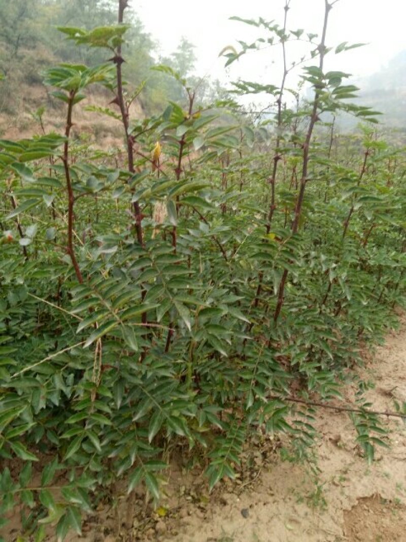 大红袍花椒苗