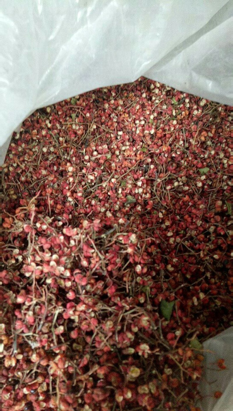 大红袍花椒苗