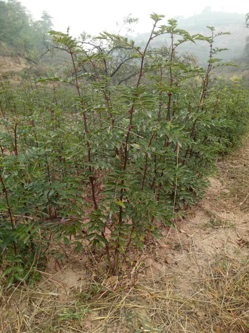 大红袍花椒苗