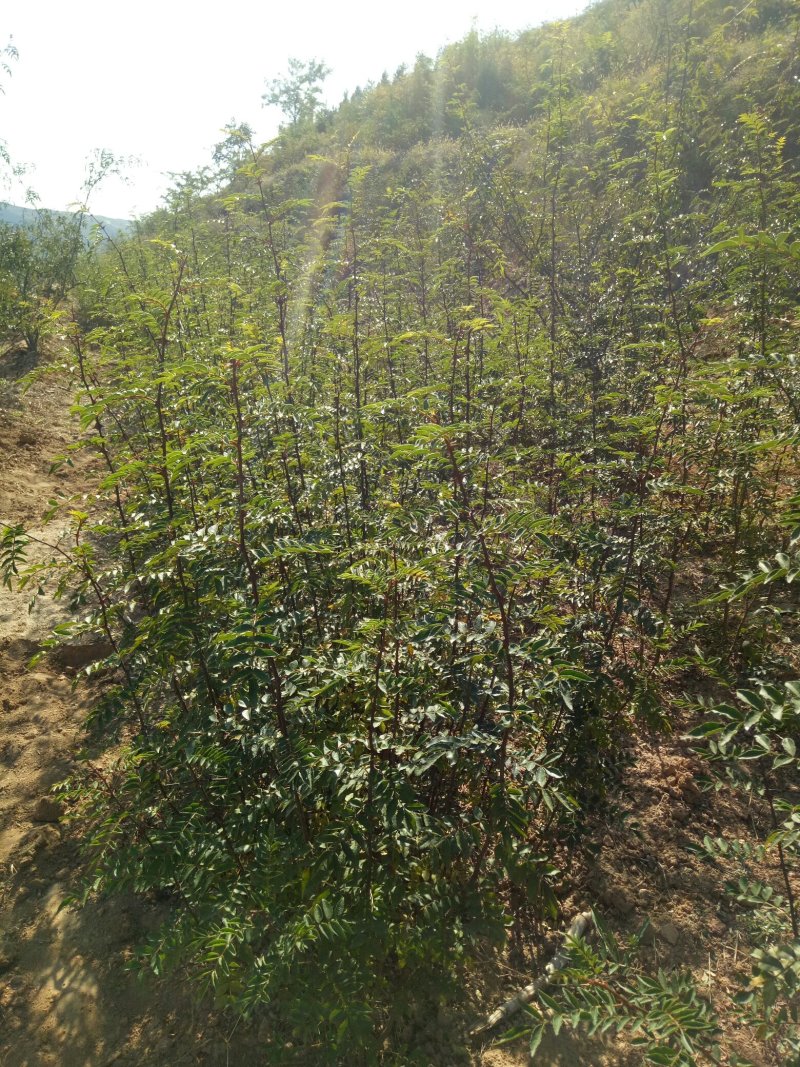 大红袍花椒苗
