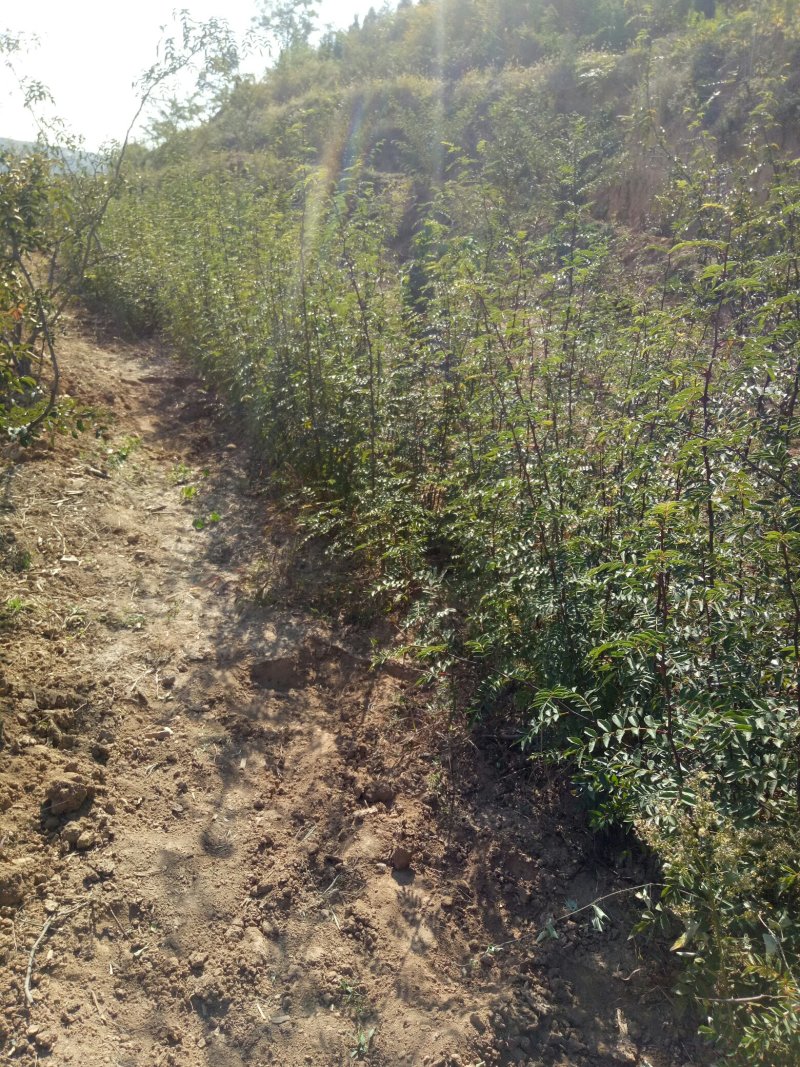 大红袍花椒苗