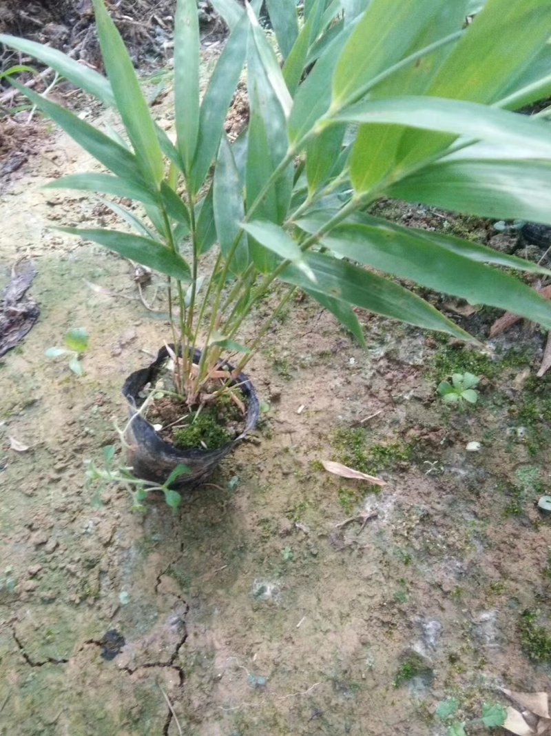大竹方竹