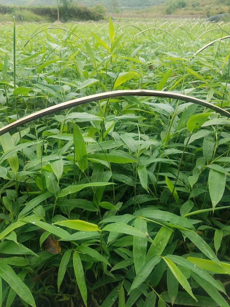 大竹方竹