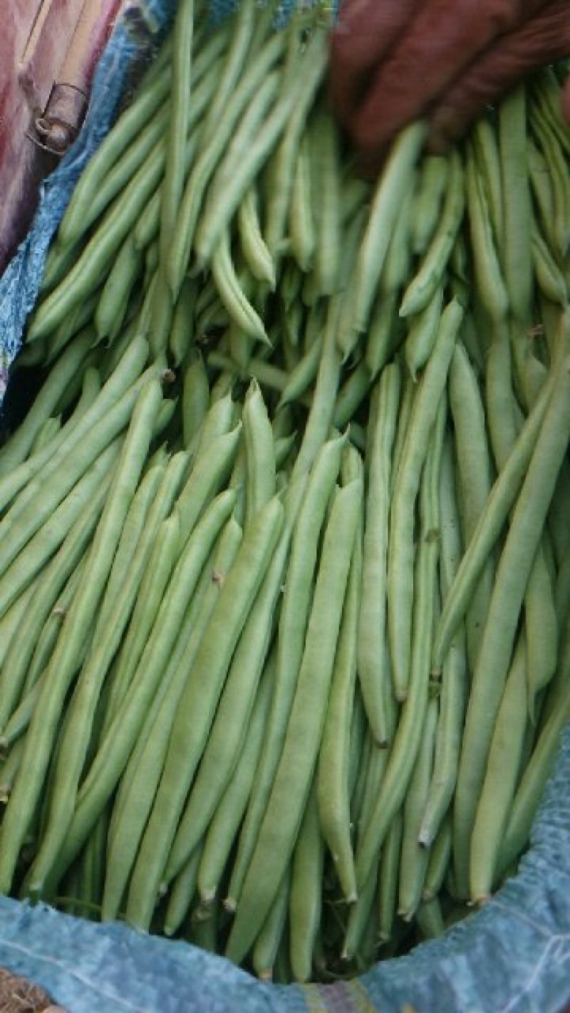 四季豆
