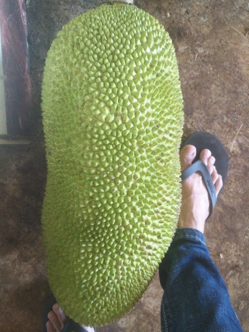 海南文昌菠萝蜜，二十斤起步八成熟！