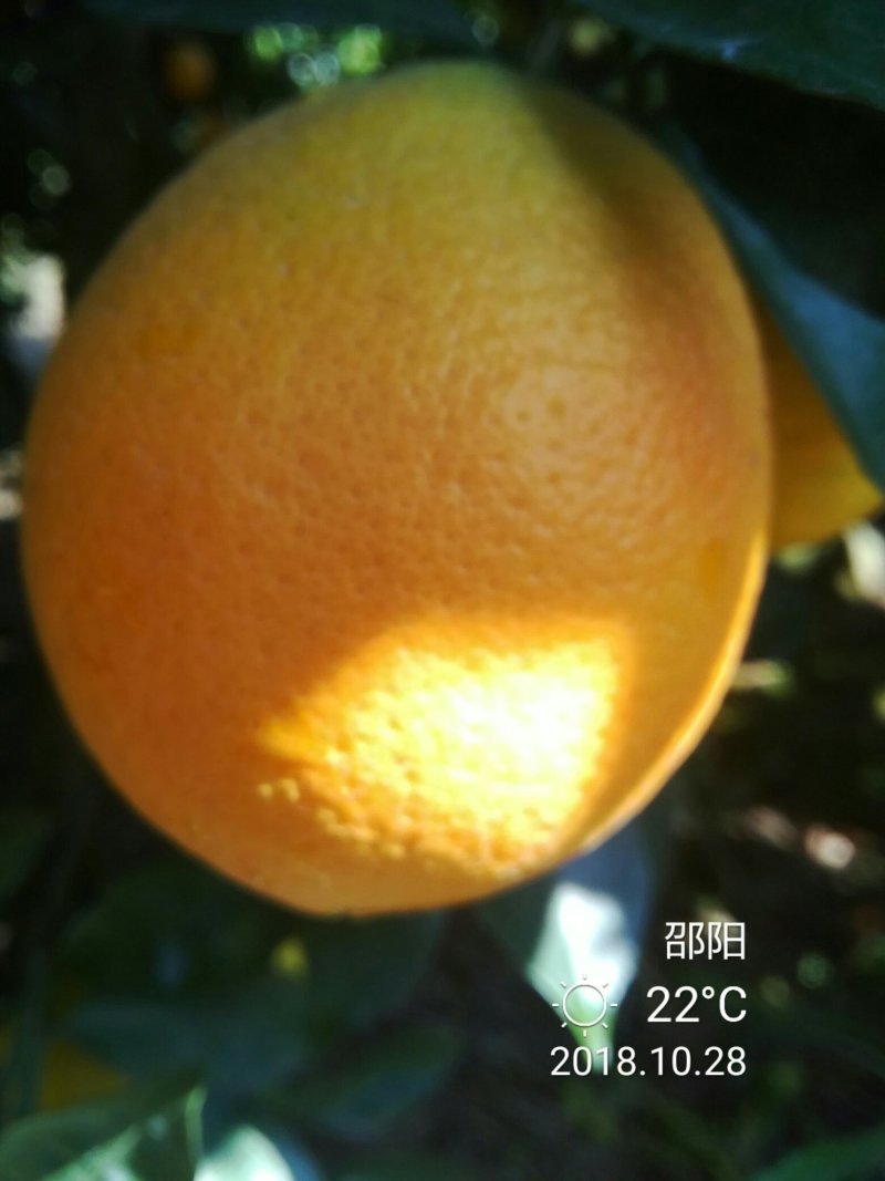 崀山脐橙7904精品脐橙