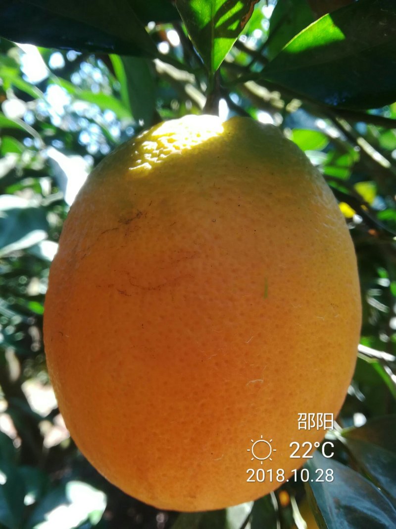 崀山脐橙7904精品脐橙