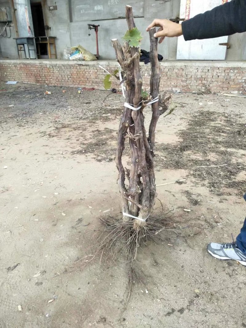 巨峰葡萄树占地赔偿高包成活