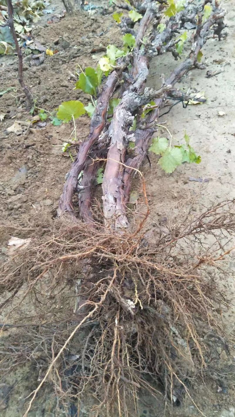 巨峰葡萄树占地赔偿高包成活