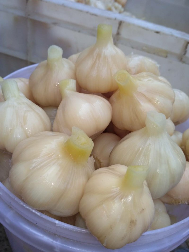 辣椒大蒜洋姜