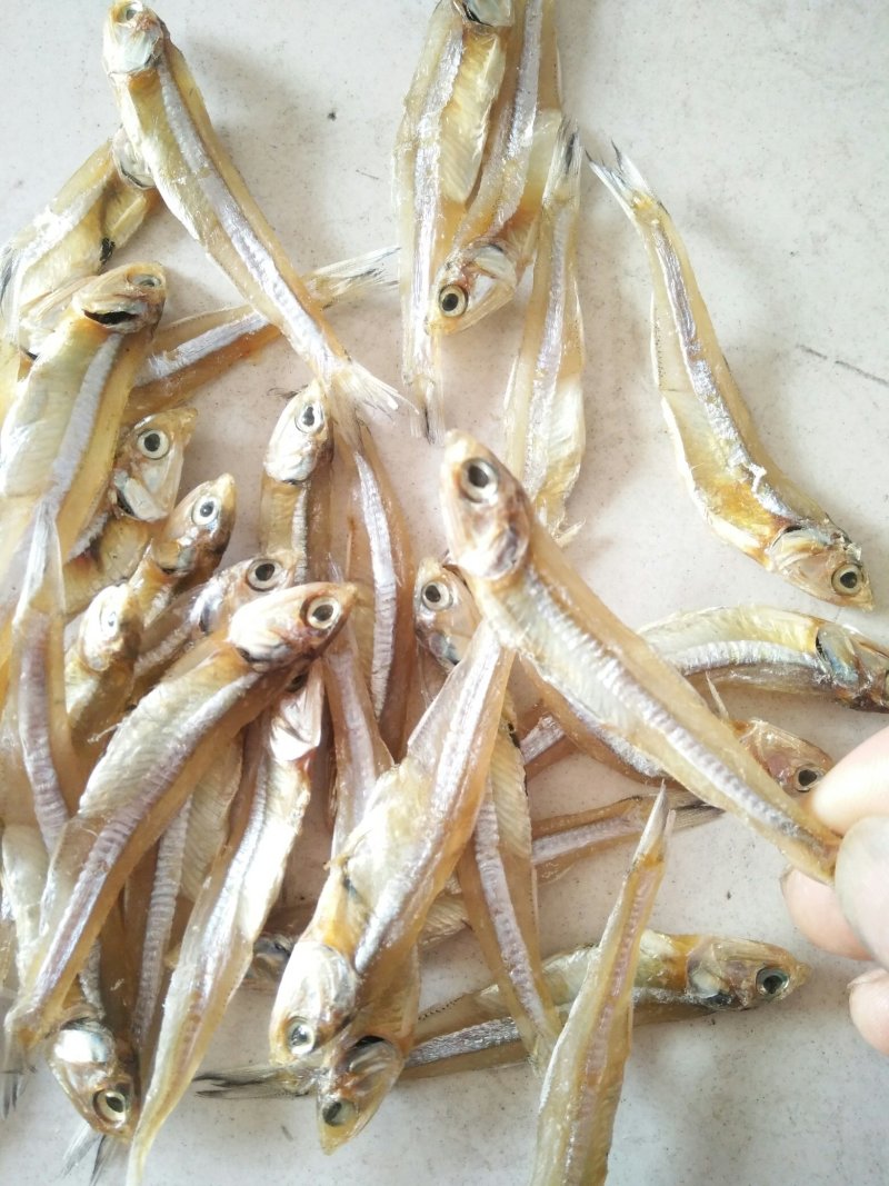 公干鱼大批发天然美味，可以油炸，