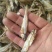公干鱼大批发天然美味，可以油炸，