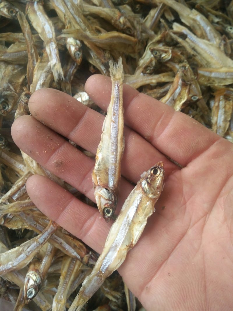 公干鱼大批发天然美味，可以油炸，